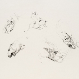 Ulrike Waninger - Rattenstudie
